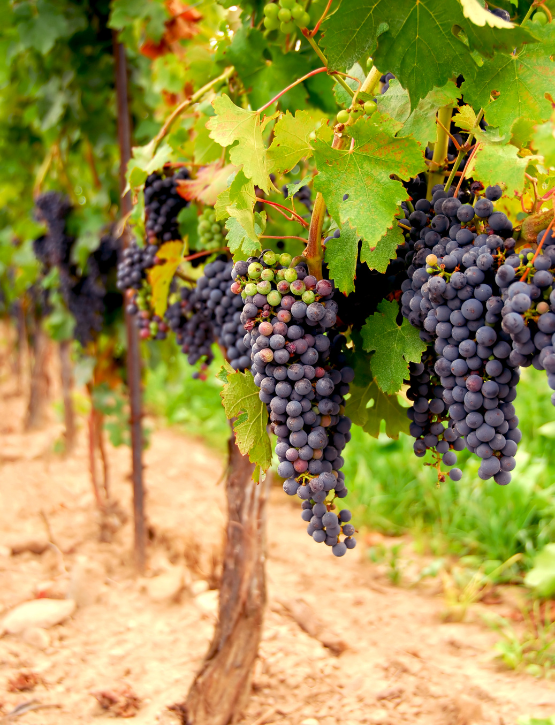 azienda agricola vitivinicola