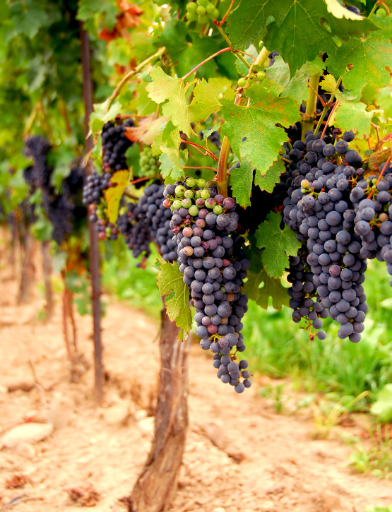 azienda agricola vendita vino