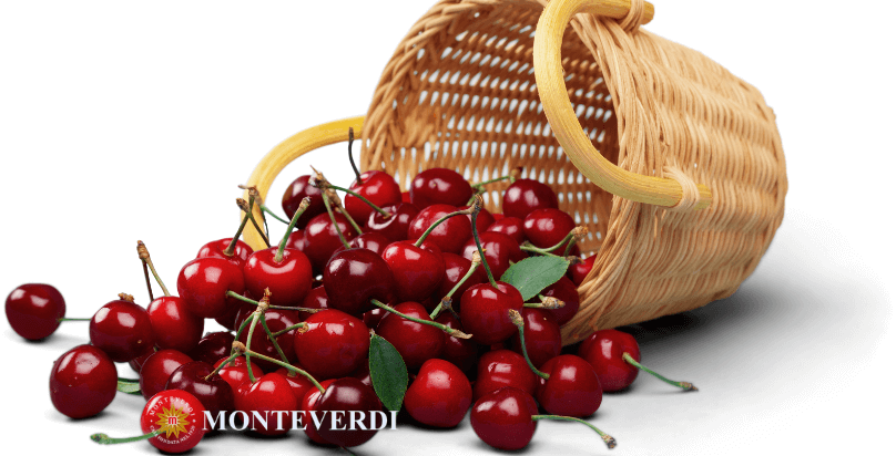 Evento raccolta delle ciliegie