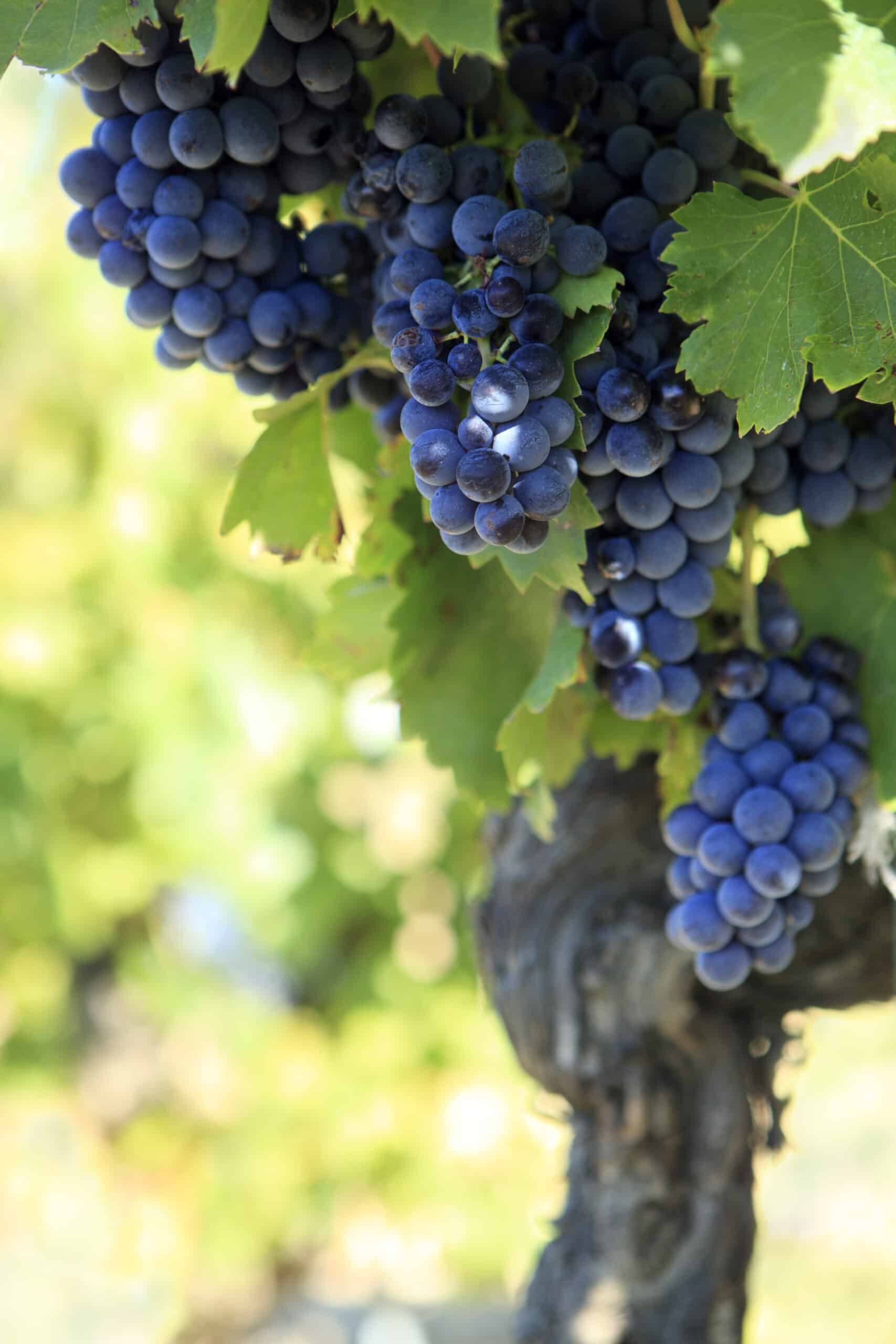 vigna